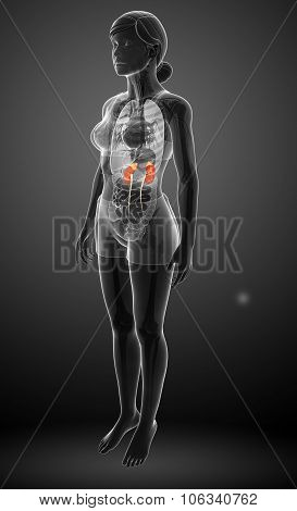 Female Urinary System