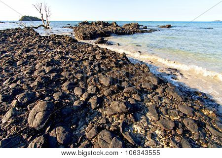 Madagascar    Andilana Beach Seaweed In Dead Tree