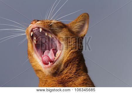Abyssinian Cat Yawning