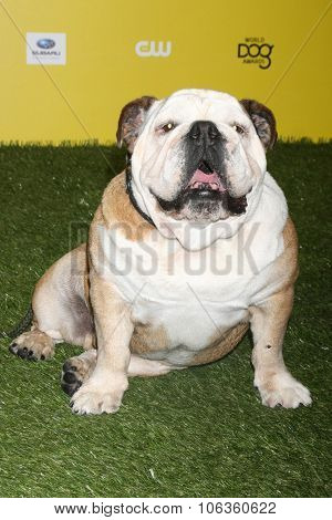 LOS ANGELES - JAN 10:  Tillman at the CW Network presents 