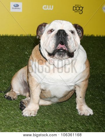 LOS ANGELES - JAN 10:  Tillman at the CW Network presents 