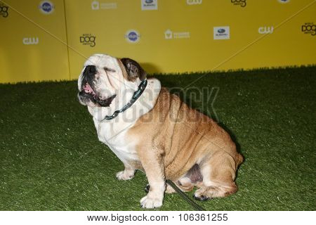 LOS ANGELES - JAN 10:  Tillman at the CW Network presents 