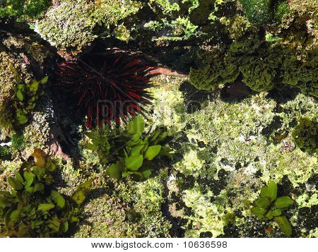 oursin rouge dans un trou d'eau