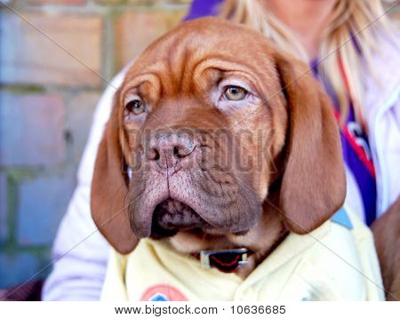 Bullmastiff