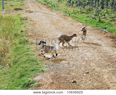 Sahne, Hindistan