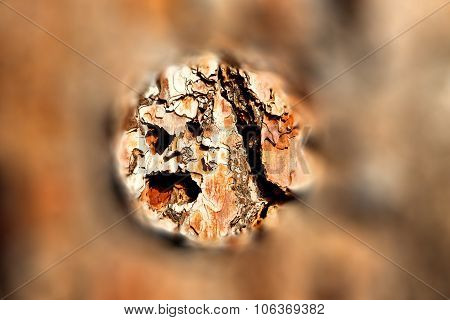 Barck In The Abstract Close Up Of A Tree Color And Texture