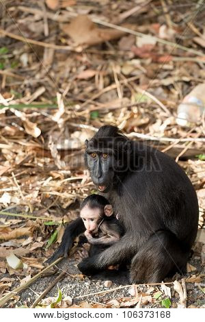 Portrait Of Celebes Crested Macaque, Sulawesi, Indonesia
