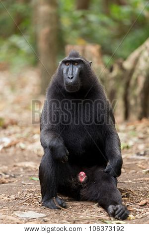 Portrait Of Celebes Crested Macaque, Sulawesi, Indonesia