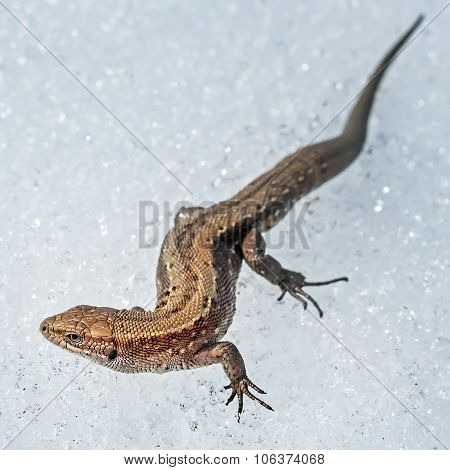 The fauna of Siberia - Sand lizard (Latin Lacerta agilis)