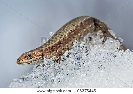 The fauna of Siberia - Sand lizard (Latin Lacerta agilis). Lizard after winter hibernation to spring