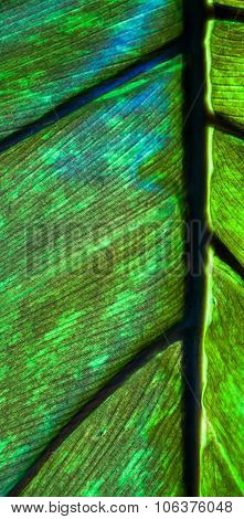 Tree Leaf