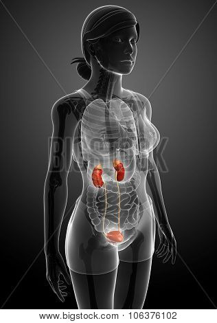 Female Urinary System