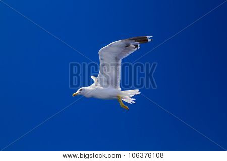 Feeding The Seagulls From The Ferry, Greece