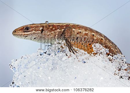 The fauna of Siberia - Sand lizard (Latin Lacerta agilis)