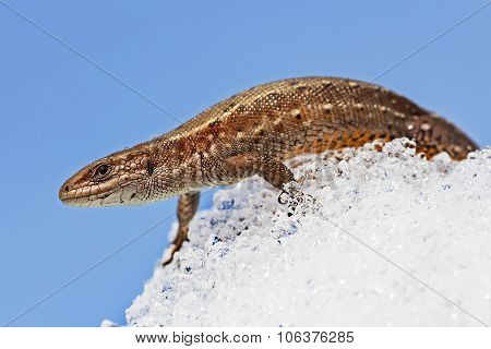 The fauna of Siberia - Sand lizard (Latin Lacerta agilis)