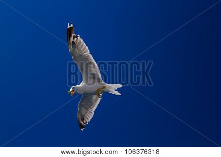 Feeding The Seagulls From The Ferry, Greece