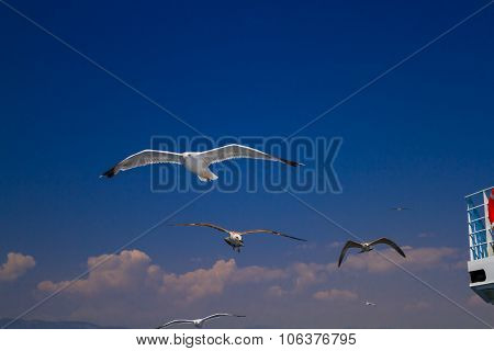 Feeding The Seagulls From The Ferry, Greece