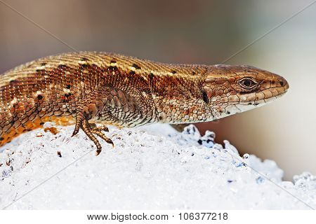 The fauna of Siberia - Sand lizard (Latin Lacerta agilis)