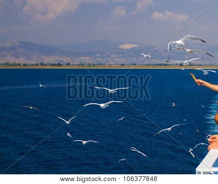 Feeding The Seagulls From The Ferry, Greece