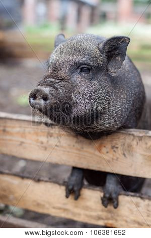 Pig waiting for lunch
