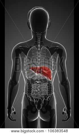 Male Liver Anatomy