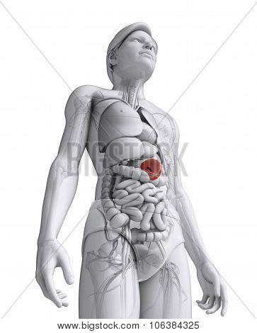 Male Spleen Anatomy