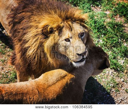 Lion Pride In Nature
