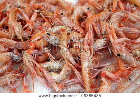 Norway Lobsters