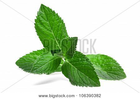 Fresh Mint Leaf Isolated On A White Background