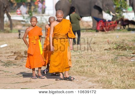 die jährlichen Elefant-Roundup in Surin, thailand