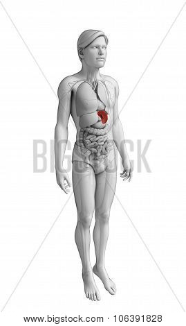 Male Spleen Anatomy