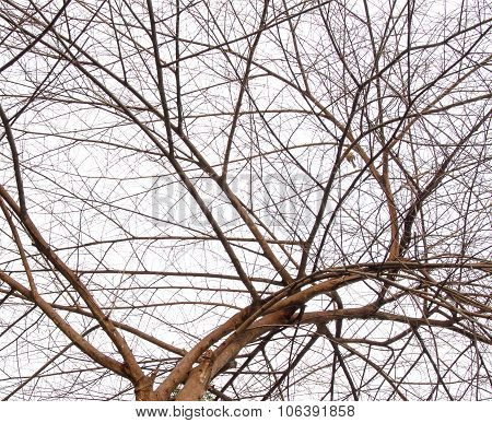 Tree Near Death