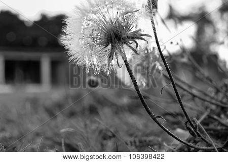dandelion flower against the sun, black and white