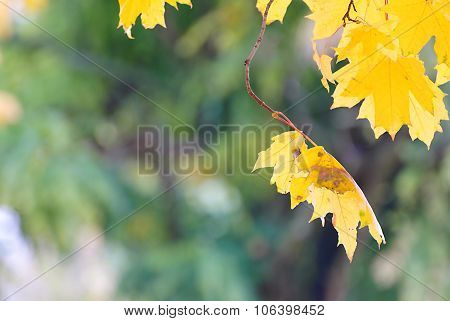 autumn leaves background
