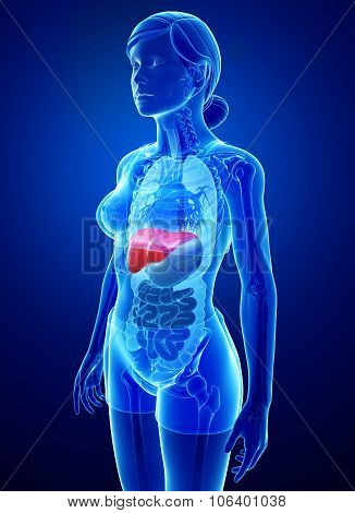 Female Liver Anatomy