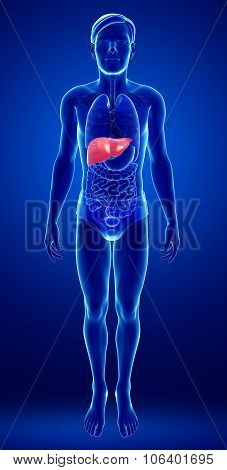 Male Liver Anatomy