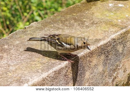 Madeiran Chaffinch