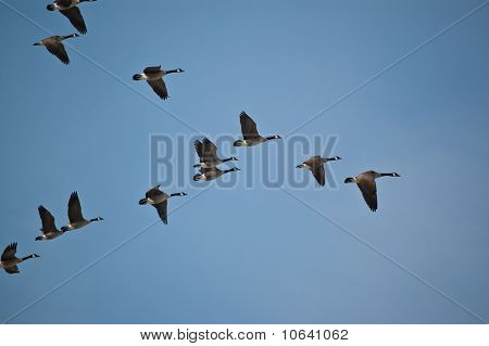 Canadese ganzen In de vlucht