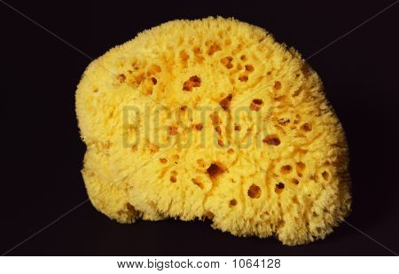 Bath_Sponge_2