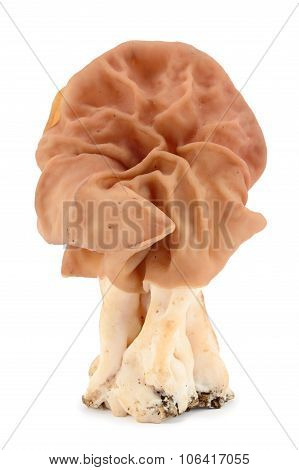 The False Morel (gyromitra Esculenta)