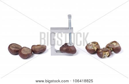 Walnut in a vise