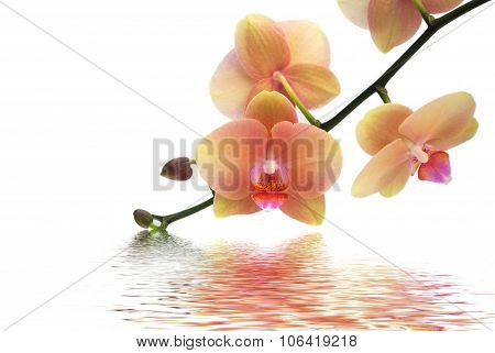 Orchid and reflection on white background
