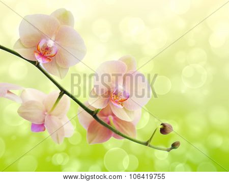 twig blossoming orchids on a blurred background