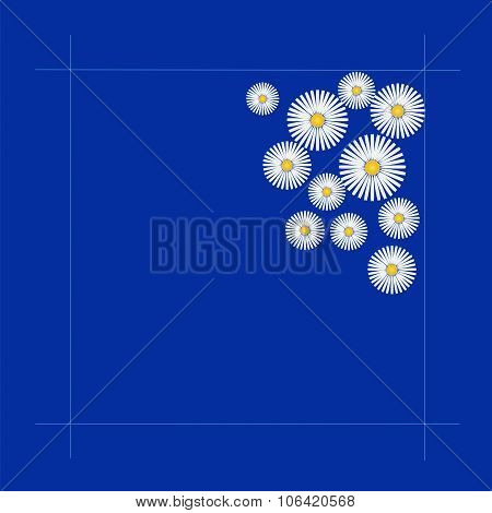 chamomile   on a bright blue background