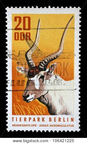 GDR - CIRCA 1970: a stamp printed in GDR shows White Antelope, Addax, Addax Nasomaculatus, Animal, circa 1970