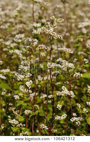 Buckwheat