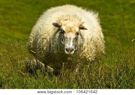 Portrait of icelandic sheep on Nupstadur farm