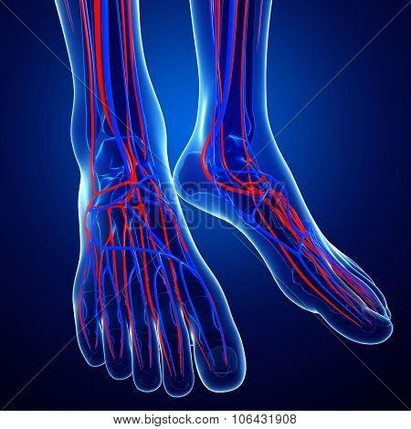 Foot Circulatory System