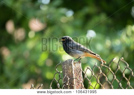 curious bird