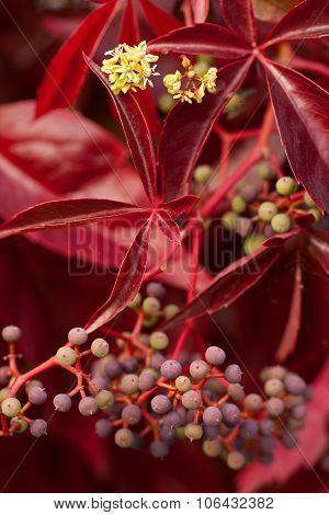 Boston Ivy